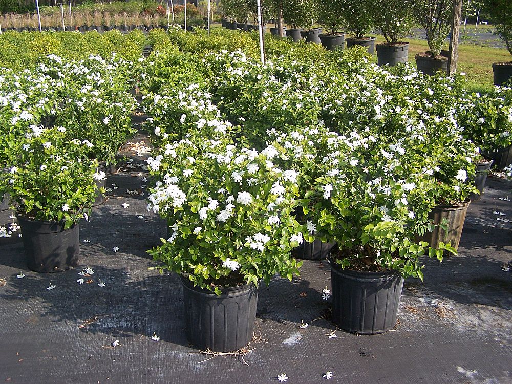 Jasminum multiflorum, Jasmine Pubescens, Downy Jasmine PlantVine