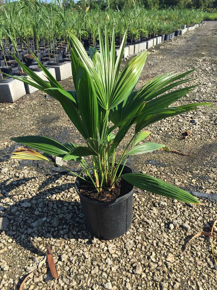Livistona chinensis, Chinese Fan Palm | PlantVine