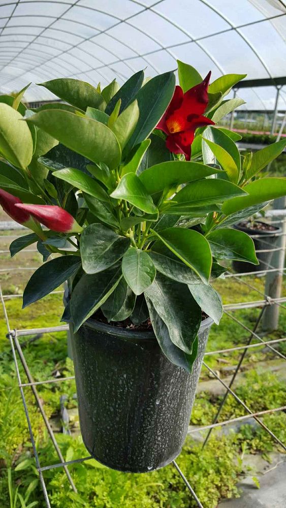 Mandevilla Red Dipladenia Plantvine