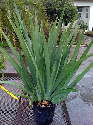 Neomarica caerulea 'Regina', Regina Iris, Giant Apostle's Iris | PlantVine