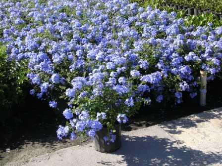 Plumbago Auriculata 'Imperial Blue', Cape Leadwort | PlantVine