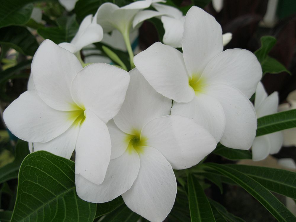 Plumeria Pudica Bridal Bouquet Frangipani Plantvine