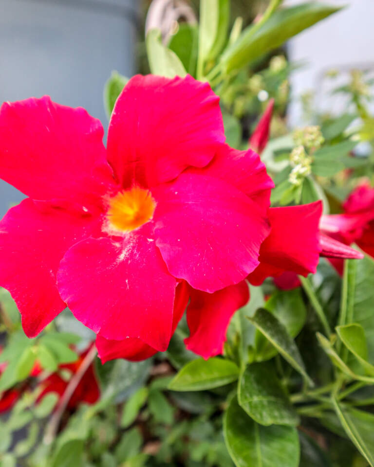 Red Dipladenia Plantvine