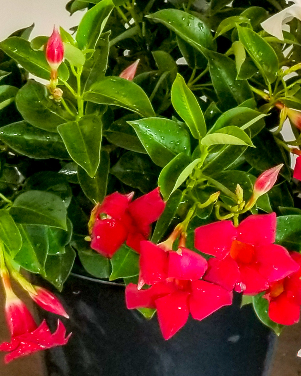 Buy Mandevilla Red Dipladenia Free Shipping Over 100