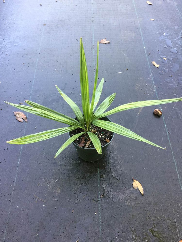 Sabal minor, Dwarf Blue-stem Palmetto | PlantVine