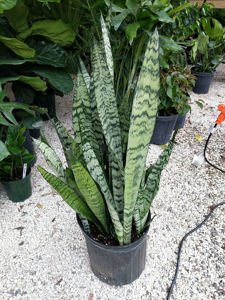 Sansevieria Zeylanica Snake Plant Mother In Law s Tongue Bowstring 
