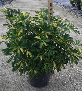 Schefflera arboricola 'Gold Capella', Umbrella Tree | PlantVine