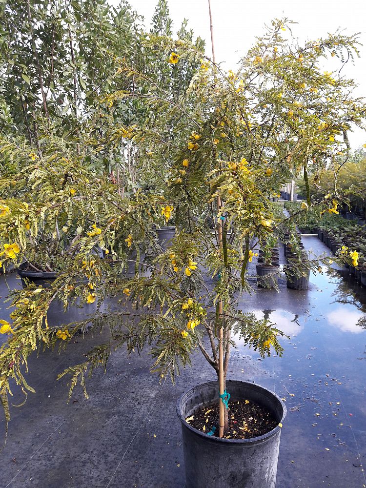 Senna Polyphylla Cassia Polyphylla Desert Cassia Plantvine 