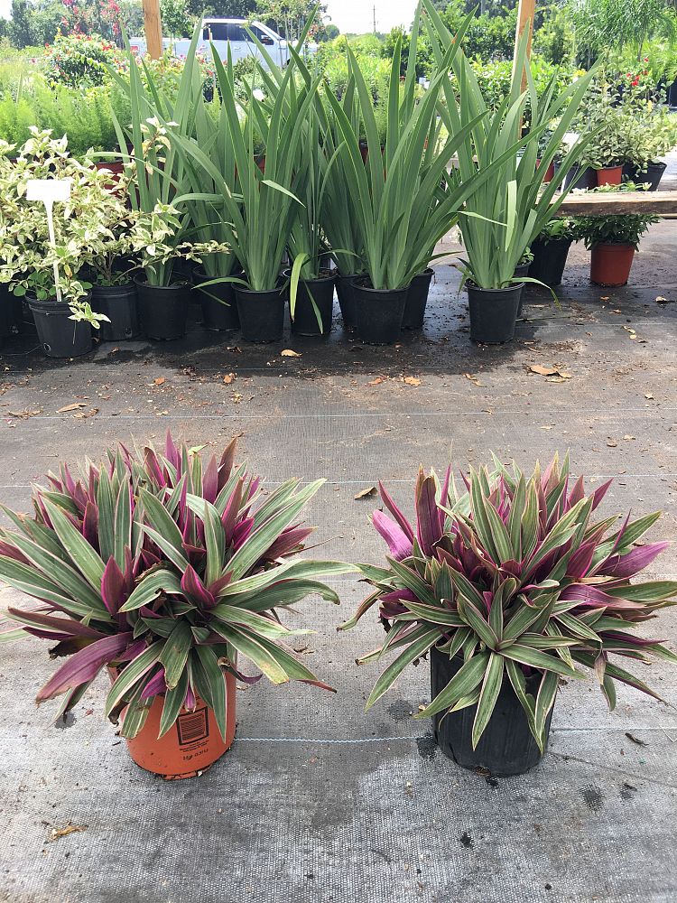 Tradescantia spathacea Tricolor Oyster Plant  