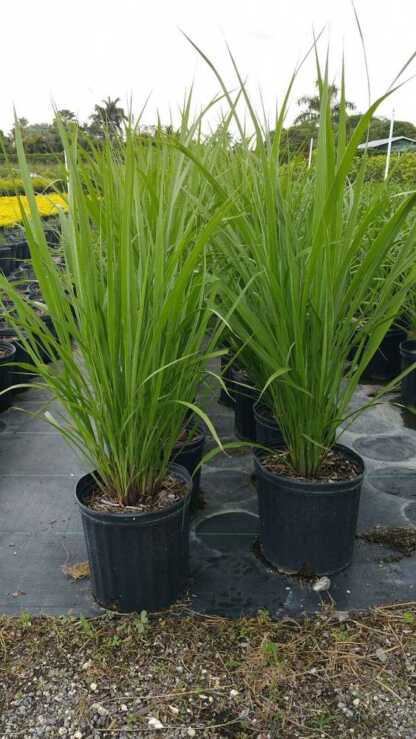 Tripsacum floridana, Florida Gama Grass, Dwarf Fakahatchee | PlantVine